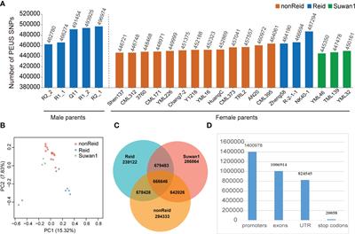 Predicting heterosis via genetic distance and the number of SNPs in selected segments of chromosomes in maize